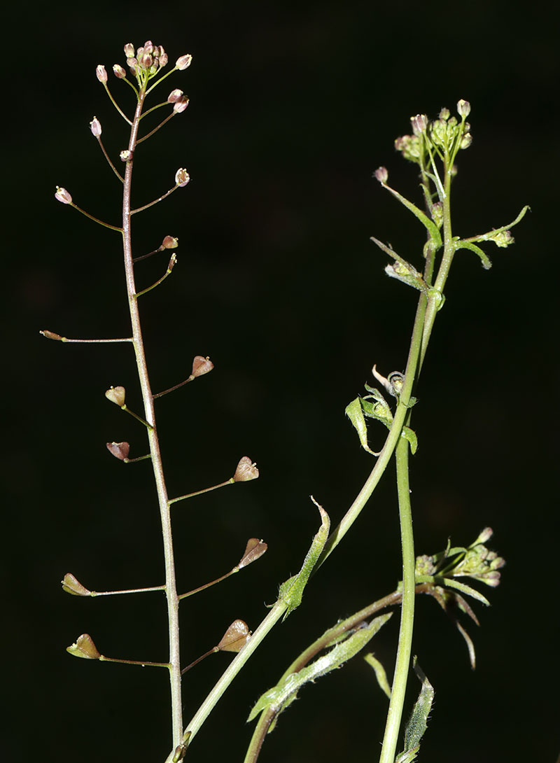 Capsella rubella und co. Forum Flora Germanica